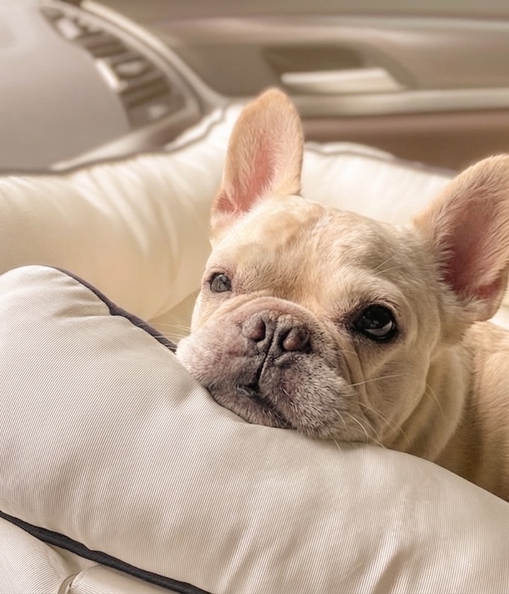 루이 간식 대기