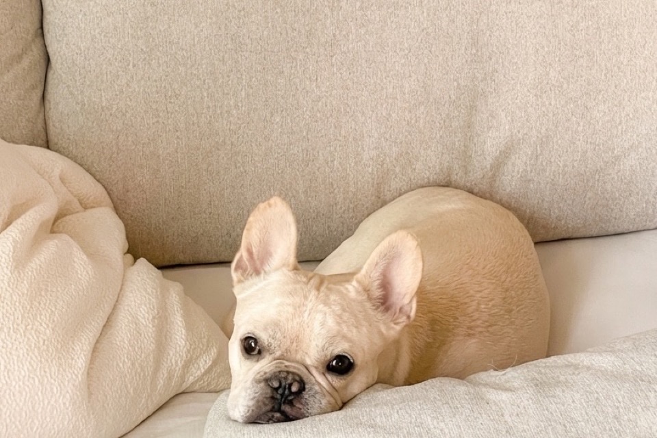 루이의 햇살 낮잠